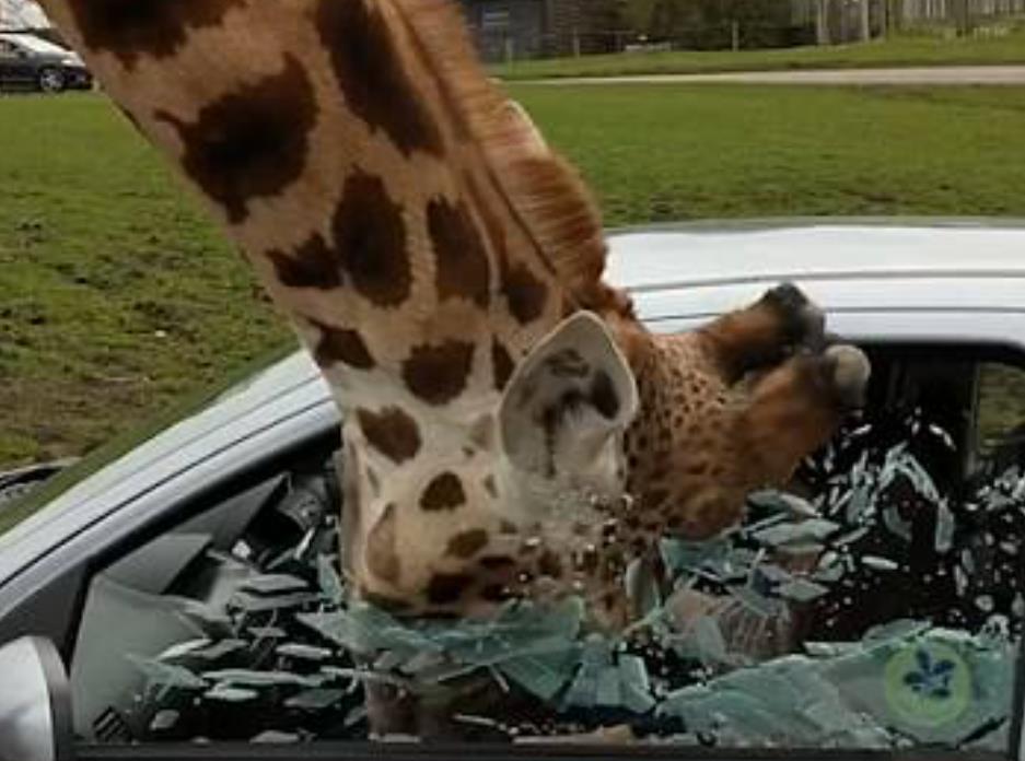 Żyrafa rozbiła okno w samochodzie w West Midlands Safari Park