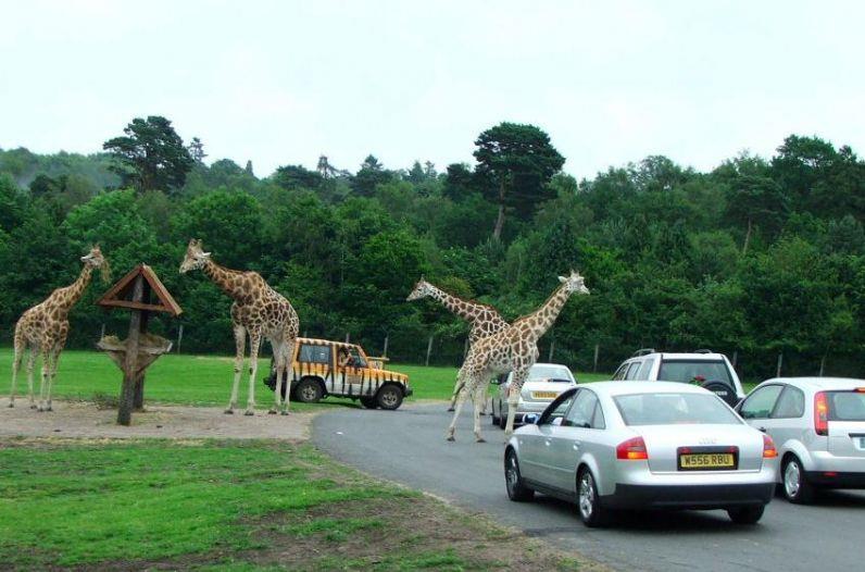W West Midlands Safari Park i Merry Hill powstaną stacje kolejowe.