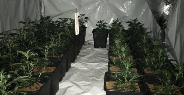 W ubiegłym roku policja w West Midlands przejęła marihuanę o wartości 61 mln funtów