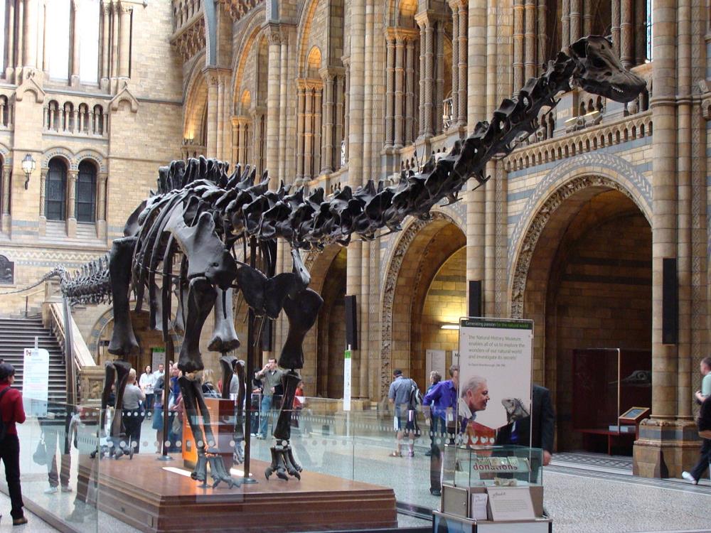 Dinozaur Dippy - najsłynniejszy szkielet świata będzie można zobaczyć w Birmingham