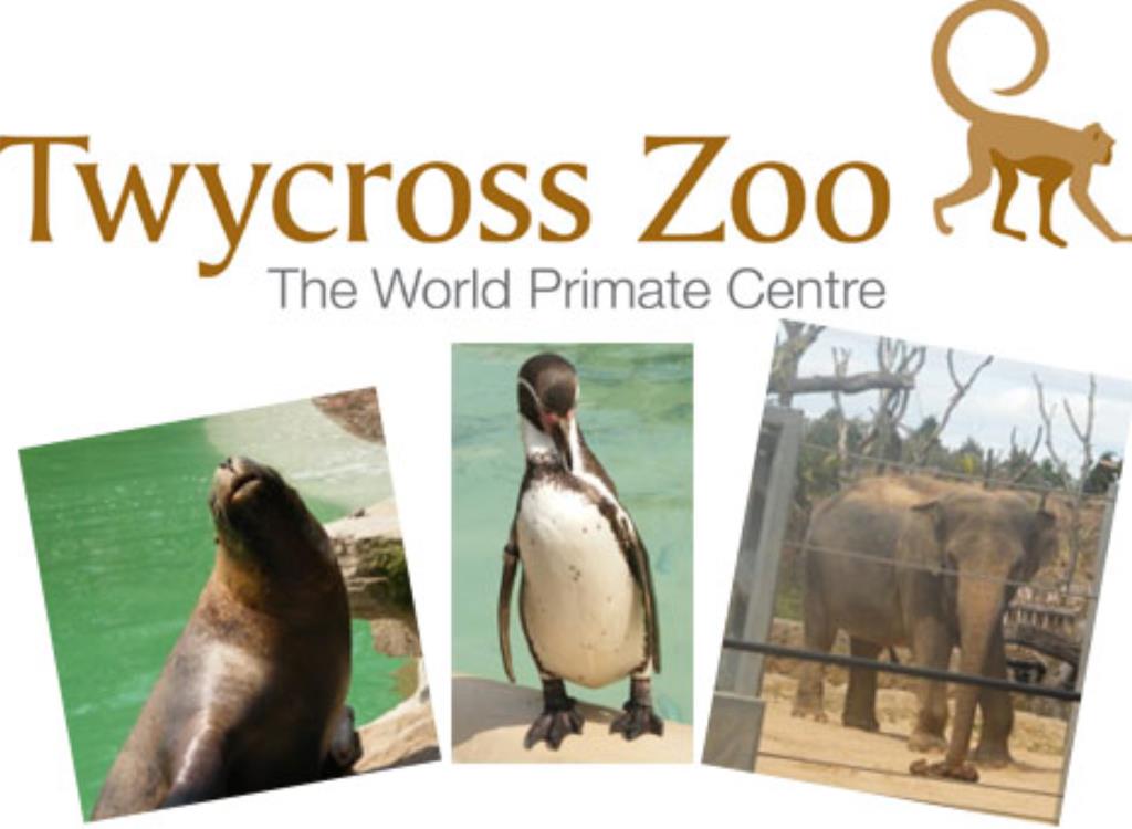 W Twycross Zoo gibbon uciekł z klatki