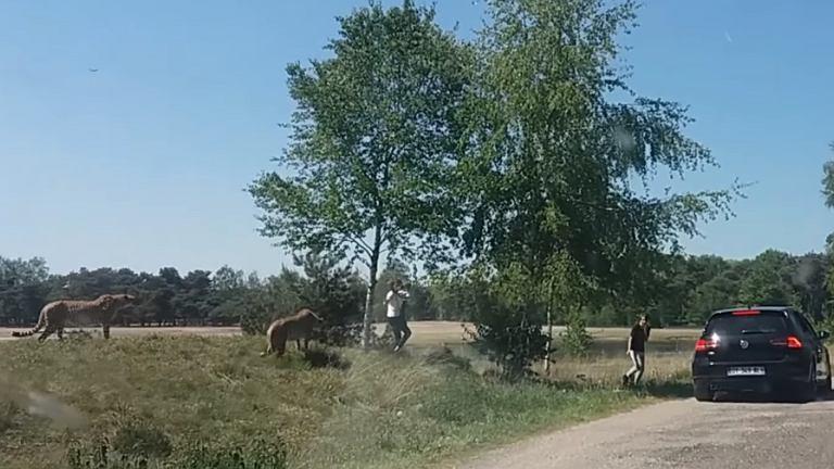 Wysiedli z auta w parku safari. Matka z dzieckiem na rękach podeszła do stada gepardów