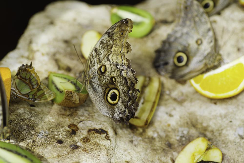 Stratford-upon-Avon Butterfly Farm