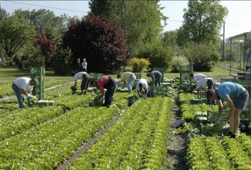 Po brexicie UK będzie przyjmować pracowników sezonowych spoza UE
