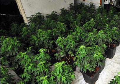 Policja zarekwirowała narkotyki o wartości 1 mln funtów