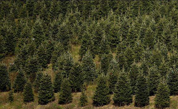 Ile kosztuje choinka w tym roku?