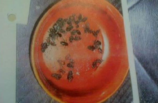 £2000 grzywny za Karaluchy w fast foodzie w Birmingham