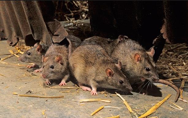 Zmutowane szczury atakują Wielką Brytanię