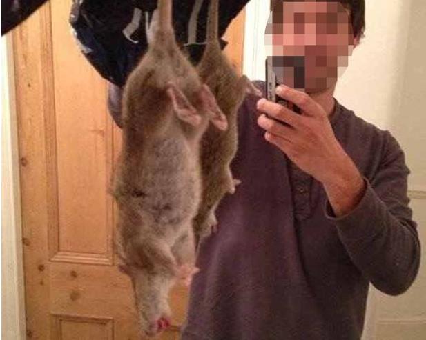 Przerośnięte szczury odporne na trucizny