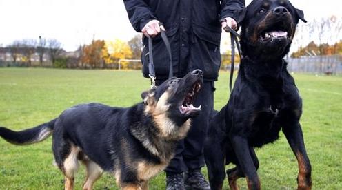 Psy policyjne zaatakowały 150 niewinnych osób