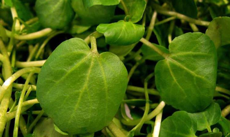 Rukiew wodna z  Sainsbury’s zawierała bakterię E. coli