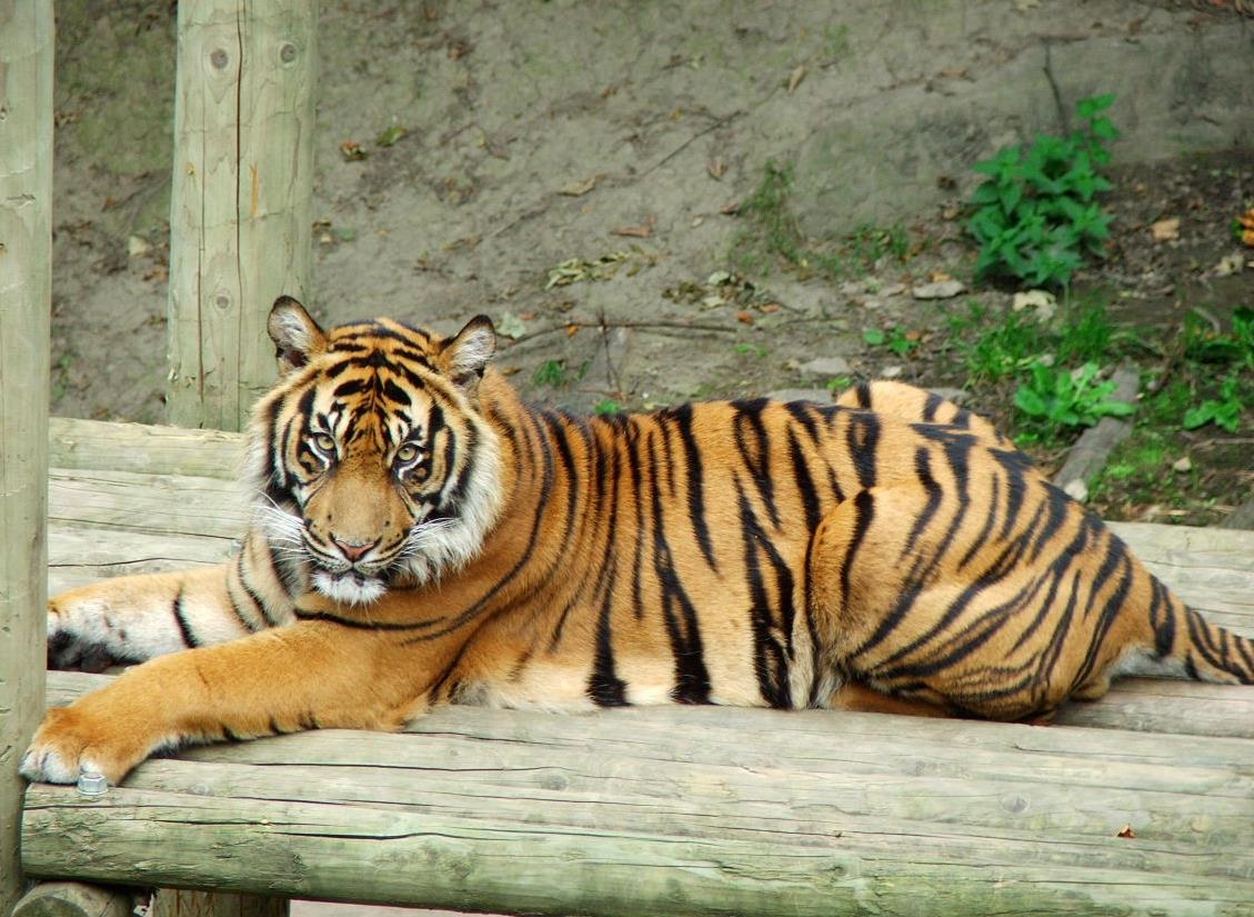 Wzrost liczby odwiedzających ZOO w Dudley