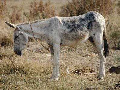 Nie tylko koninę, ale także mięso osłów mieszano z wołowiną