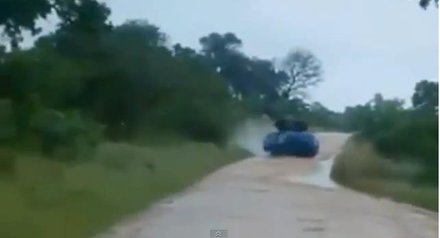 Video: Słoń dewastuje auto nauczycielki