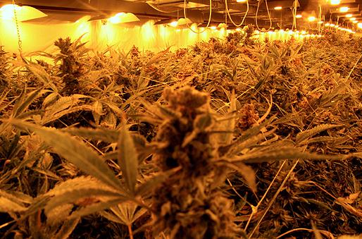 Policja odkryła plantację marihuany wartą ponad £100.000.