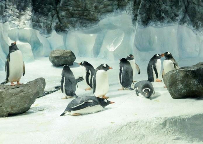 Urocze pingwiny w Birmingham