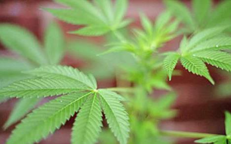 Plantacja marihuany w bunkrach z czasów II Wojny Światowej