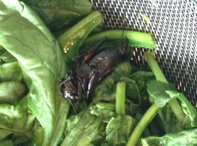Martwy karaluch w szpinaku z Tesco