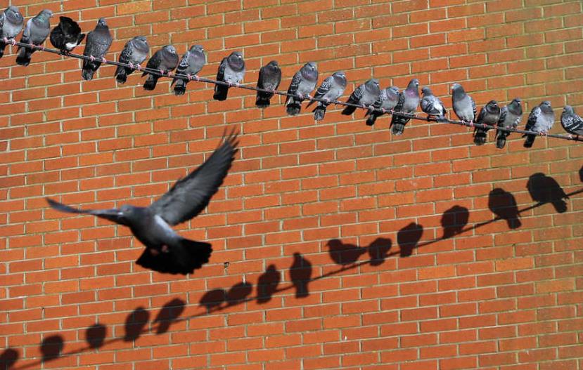 75 funtów kary za karmienie gołębi