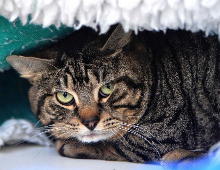 Pozostawili kota w pudełku z napisem  „przepraszamy”