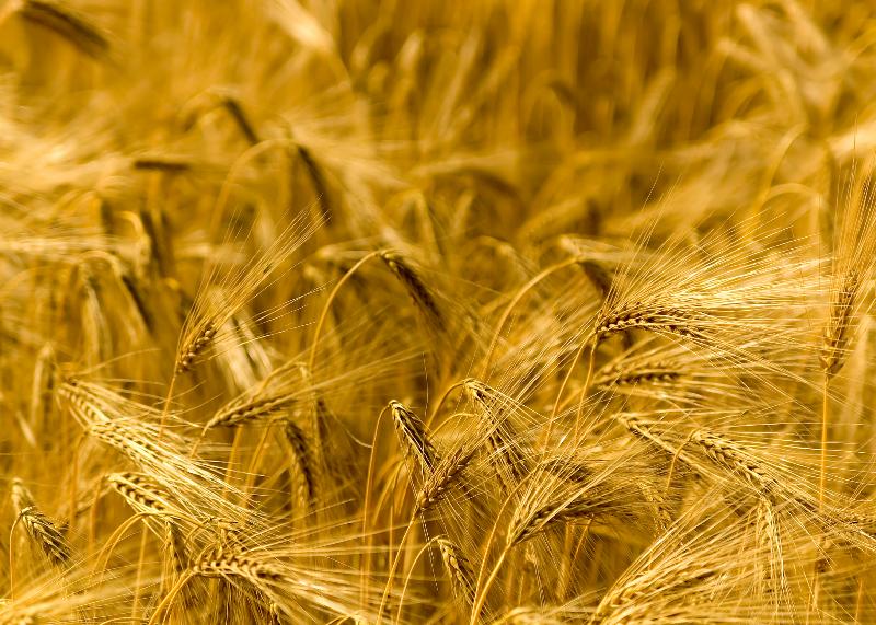 Zima i deszcze wyniszczyły brytyjskie uprawy